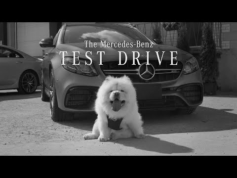 The Mercedes-Benz Test Drive featuring the #dogsofMB | Mercedes-Benz Canada